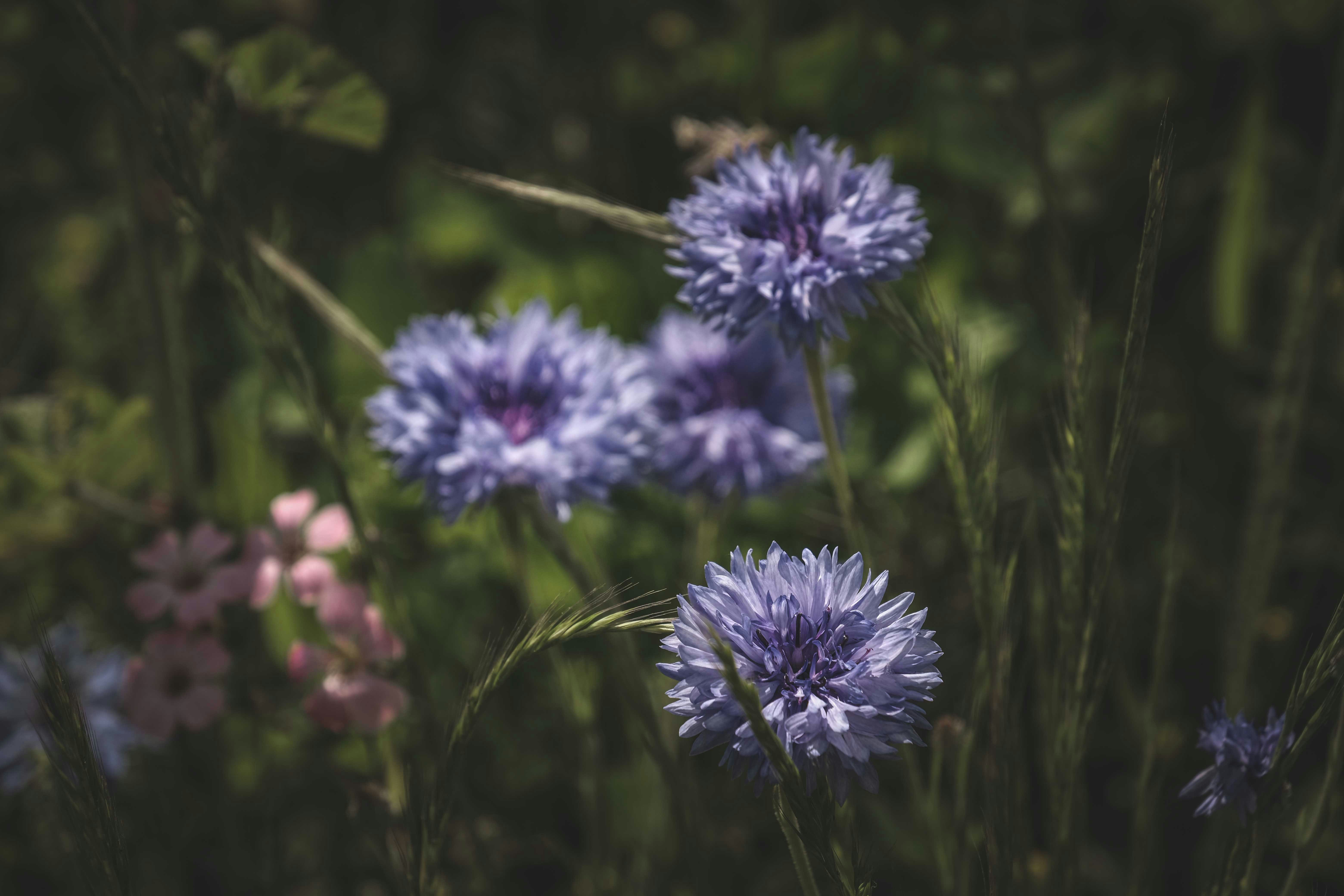 purple flower in tilt shift lens